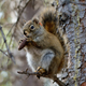 Illustration for article titled What makes red squirrels the greatest warriors in Squeaktown
